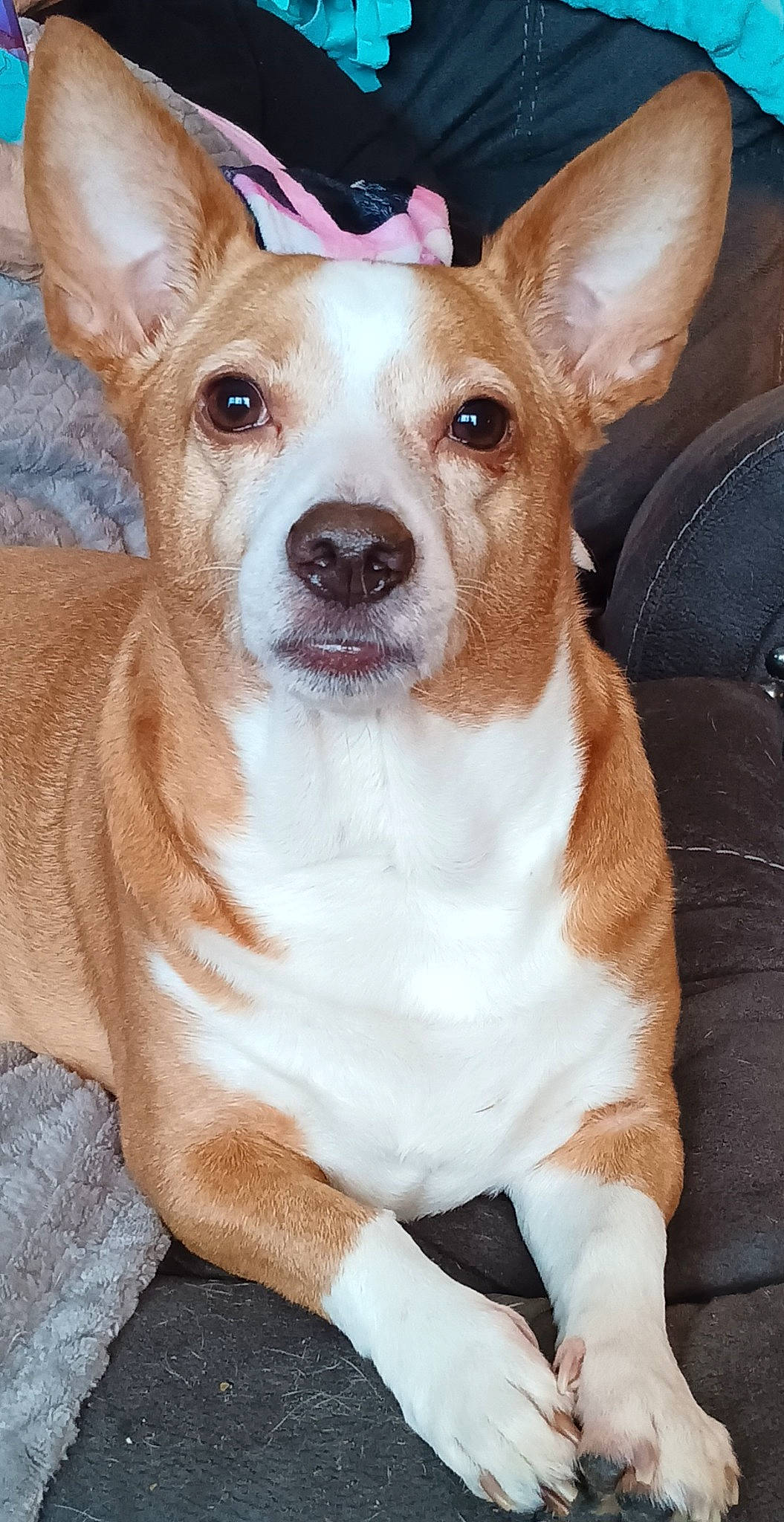 Holly joined the competition — help win amazing prizes! canidae, carnivore, collar, comfort, companion_dog, dog, dog_breed, dog_supply, ear, eye, fawn, fur, non_sporting_group, puppy, snout, sporting_group, terrestrial_animal, toy_dog, whiskers, working_animal