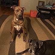 Tweeder joined the competition — help win amazing prizes! dog, indoor, carpet, living_room, furniture, brown_dog, black_dog, wood_floor, table, chair, home_decor, pet, animal, floor, relaxed, seated, portrait, domestic, companion, resting