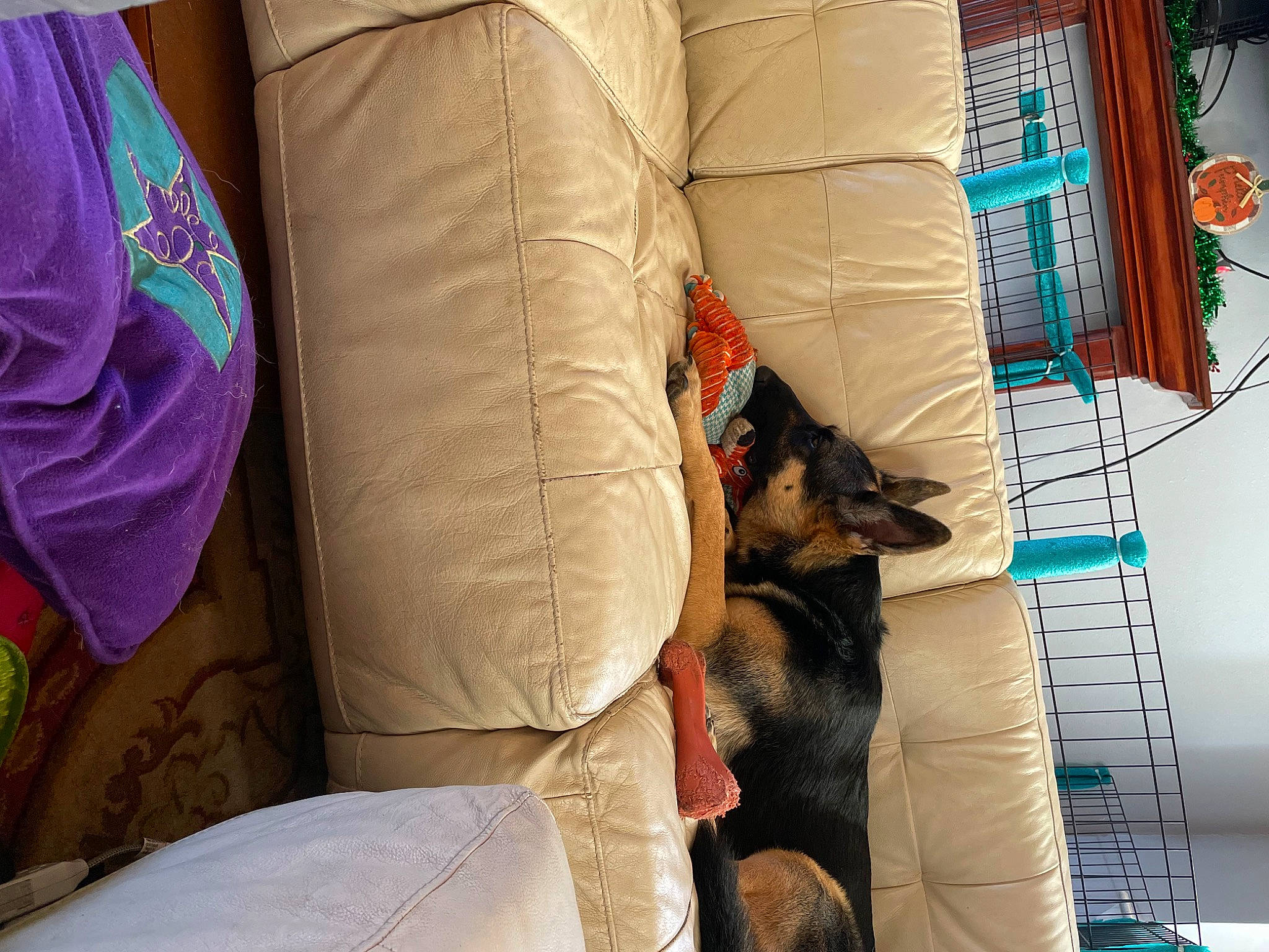 Lexie joined the competition — help win amazing prizes! armrest, car_seat, car_seat_cover, carnivore, comfort, companion_dog, couch, dog, dog_breed, felidae, fur, head_restraint, human_leg, linens, nap, room, small_to_medium_sized_cats, textile, thigh, whiskers