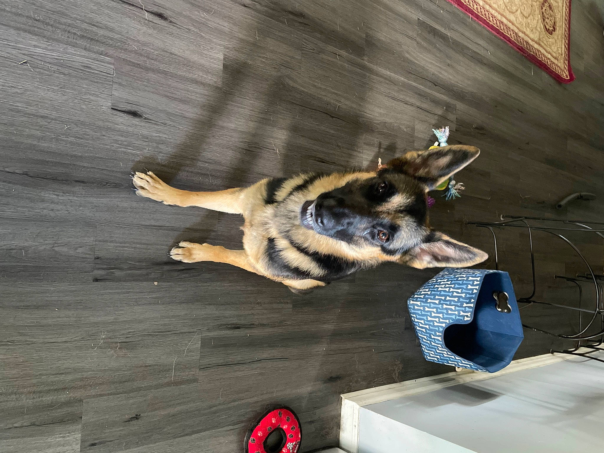 Lexie joined the competition — help win amazing prizes! art, canidae, carnivore, companion_dog, dog, dog_breed, dog_supply, fawn, flooring, fur, german_shepherd_dog, hardwood, paw, plank, snout, sporting_group, tail, wheel, wood, working_animal