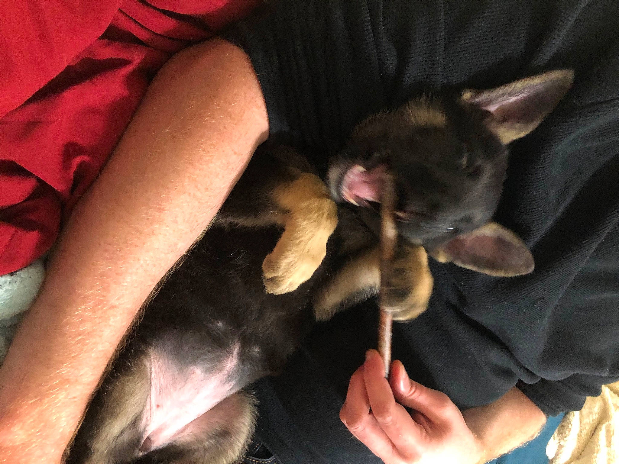 Lexie joined the competition — help win amazing prizes! carnivore, comfort, companion_dog, dog, dog_breed, ear, elbow, fawn, felidae, fur, gesture, human_leg, lap, nail, small_to_medium_sized_cats, sporting_group, tail, thigh, toy_dog, whiskers