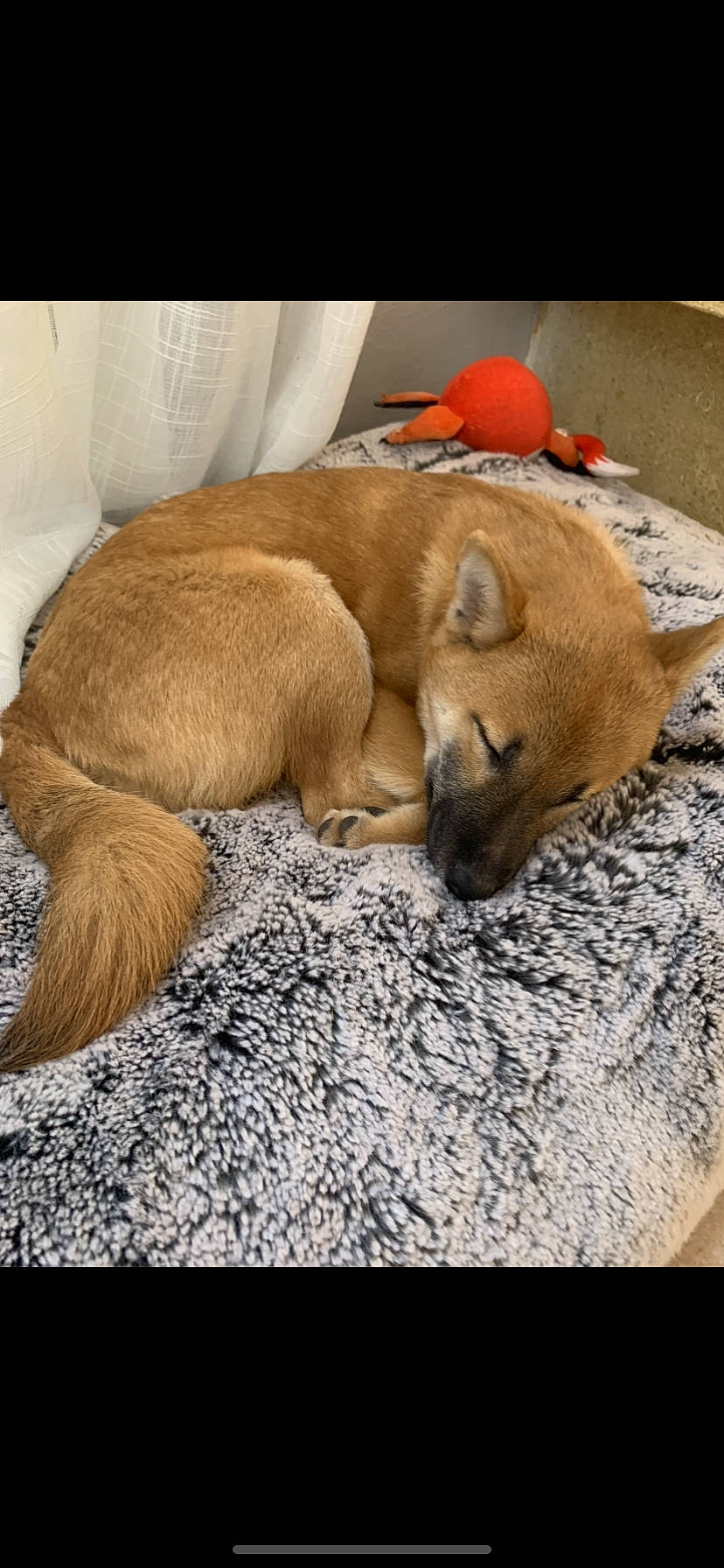 Akira participe au concours pour gagner de l'argent avec cette photo : baseball_cap, canidae, carnivore, companion_dog, dingo, dog, dog_breed, dog_supply, fawn, fur, hokkaido, linens, liver, pet_supply, sleep, snout, sporting_group, working_animal