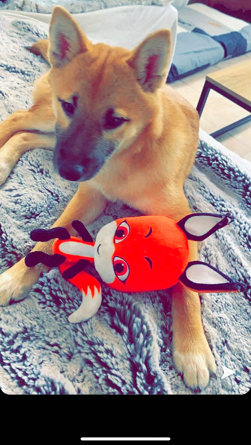 Akira participe au concours pour gagner de l'argent avec cette photo : baby_toys, canidae, carnivore, dog, dog_breed, dog_supply, dog_toy, fawn, home_accessories, linens, pet_supply, plush, snout, sporting_group, stuffed_toy, toy, working_animal