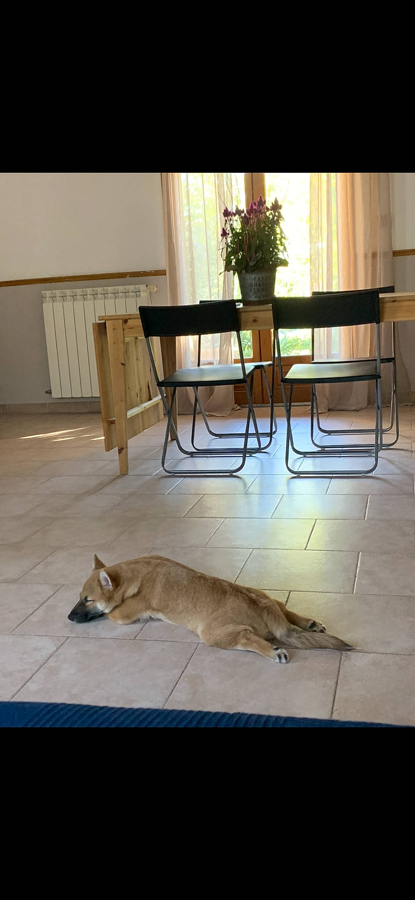 Akira a rejoint le concours — aidez-le/la à gagner de superbes lots ! canidae, carnivore, dog, fawn, floor, flooring, flowerpot, hardwood, home, houseplant, interior_design, laminate_flooring, plywood, tile, tile_flooring, vase, wood, wood_flooring, wood_stain