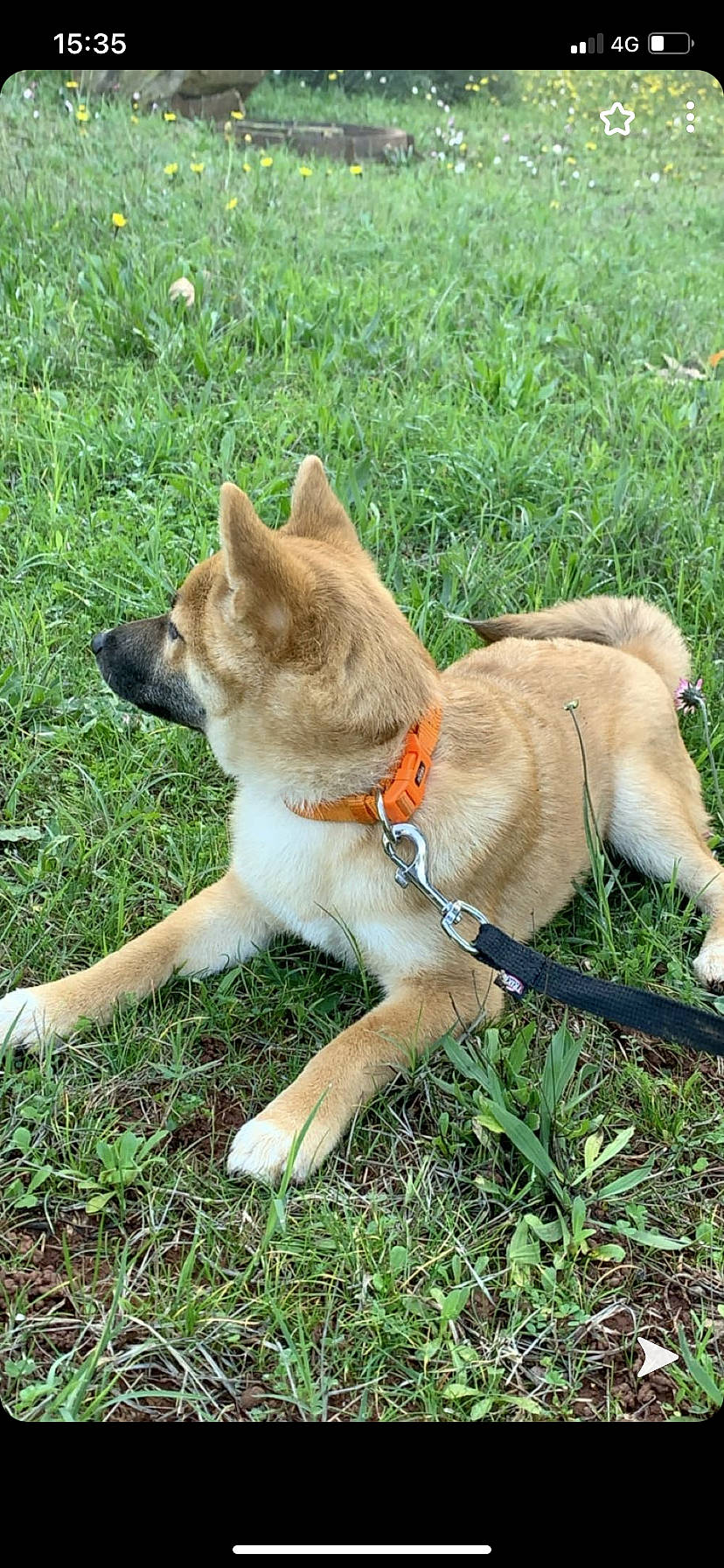 Akira participe au concours pour gagner de l'argent avec cette photo : akita, akita_inu, canidae, carnivore, collar, companion_dog, dog, dog_breed, dog_supply, fawn, grass, grass_family, hokkaido, mammal, pet_supply, shiba_inu, sporting_group, tail, working_animal