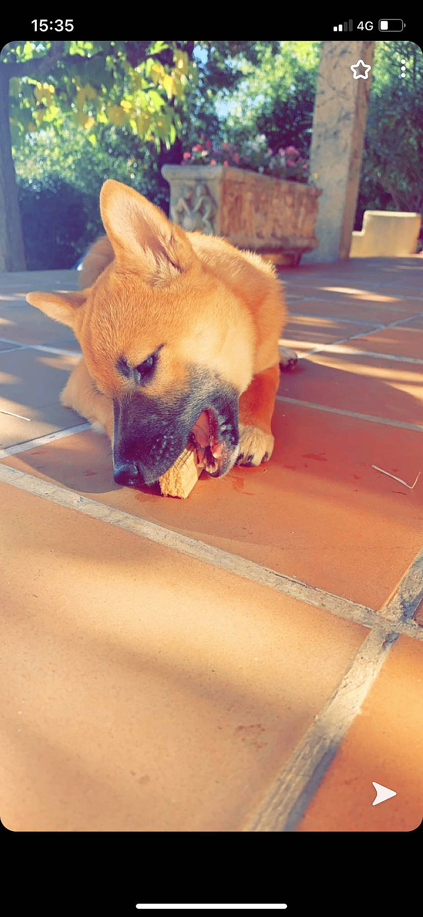 Akira participe au concours pour gagner de l'argent avec cette photo : canidae, carnivore, dog, dog_breed, fawn, snout, tan, tongue