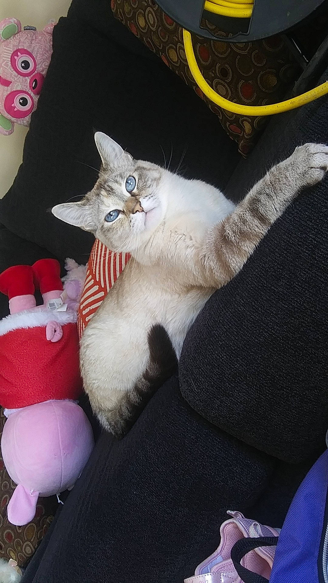 Daisy joined the competition — help win amazing prizes! carmine, carnivore, cat, claw, collar, comfort, domestic_short_haired_cat, fawn, felidae, fur, lap, paw, small_to_medium_sized_cats, snout, stuffed_toy, tail, thai, toy, whiskers, white