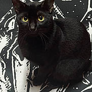 Bitty B. Lightfoot joined the competition — help win amazing prizes! black_cat, cat, pet, animal, yellow_eyes, sitting, feline, fur, whiskers, ears, indoor, patterned_background, closeup, portrait, cute, alert, domestic_cat, black_fur, looking_up, mammal