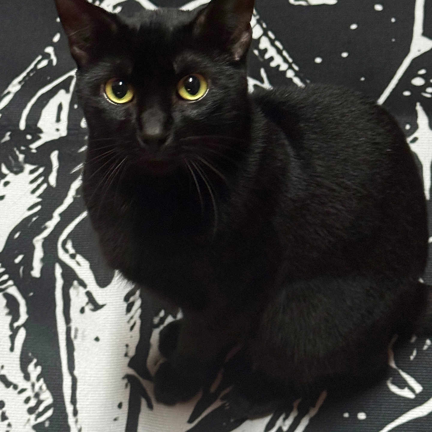 Bitty B. Lightfoot joined the competition — help win amazing prizes! alert, animal, black_cat, black_fur, cat, closeup, cute, domestic_cat, ears, feline, fur, indoor, looking_up, mammal, patterned_background, pet, portrait, sitting, whiskers, yellow_eyes