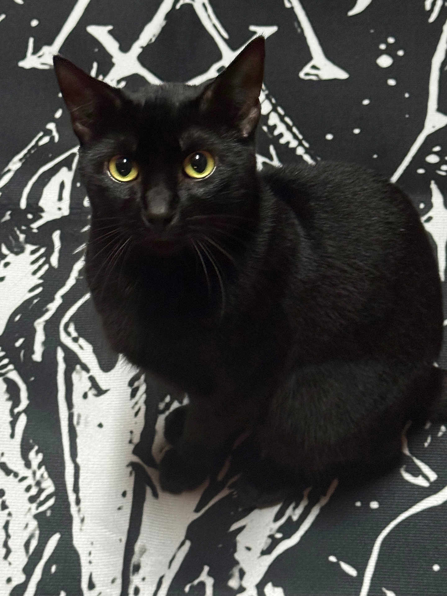 Bitty B. Lightfoot joined the competition — help win amazing prizes! black_cat, cat, pet, animal, yellow_eyes, sitting, feline, fur, whiskers, ears, indoor, patterned_background, closeup, portrait, cute, alert, domestic_cat, black_fur, looking_up, mammal