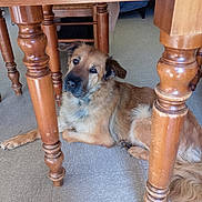 Channel a rejoint le concours — aidez-le/la à gagner de superbes lots ! animal, brown_dog, canine, companion, curious, dog, domestic_dog, floor, fur, home_interior, indoor, large_dog, looking_up, pet, quiet, relaxed, resting, table_leg, watchful, wooden_table
