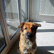Channel participe au concours pour gagner de l'argent avec cette photo : dog, pet, indoor, sunlight, shadow, glass_door, floor, harness, fur, animal, companion, window, reflection, calm, still_life, brown_dog, cozy, quiet, home, domestic