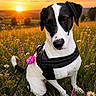 dog, sunset, field, wildflowers, grass, harness, leash, outdoor, nature, pet, black_and_white, canine, sitting, scenic, sun, sky, flower, summer, animal, landscape
