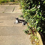 Kamo participe au concours pour gagner de l'argent avec cette photo : carnivore, cat, felidae, grass, kitten, leaf, plant, road, shrub, sidewalk, small_to_medium_sized_cats, tail, tree, walking