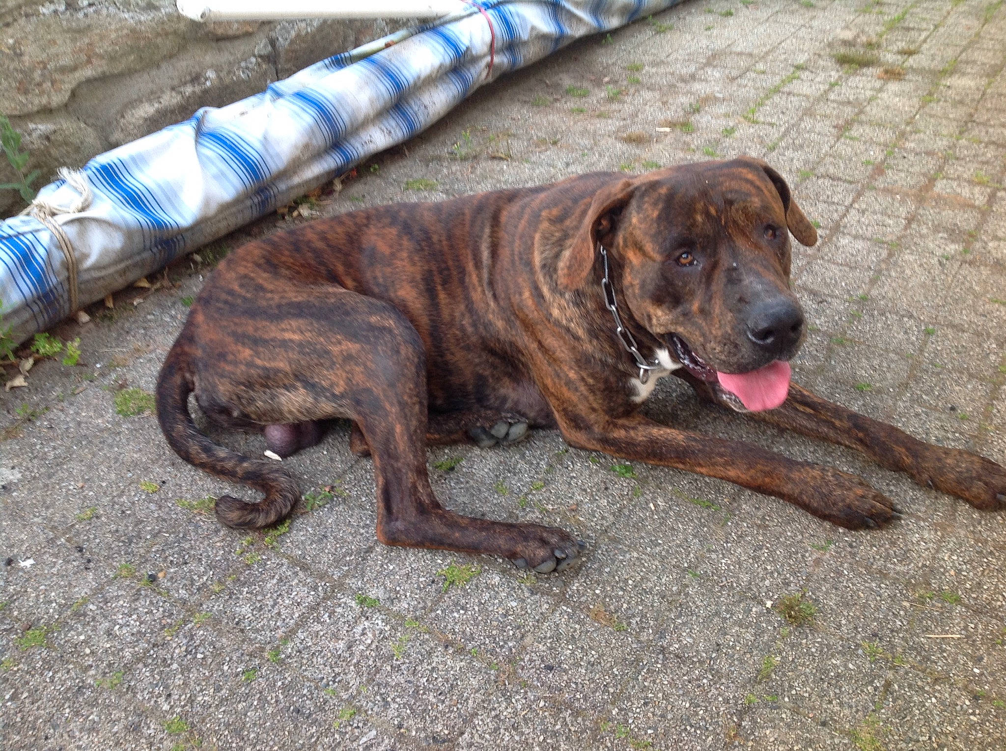 Sunny participe au concours pour gagner de l'argent avec cette photo : alano_espanol, alaunt, canidae, carnivore, dog, dog_breed, dogo_sardesco, fawn, fila_brasileiro, mammal, perro_de_presa_canario, plott_hound, rare_breed_dog, sporting_group, tosa, treeing_tennessee_brindle, vertebrate