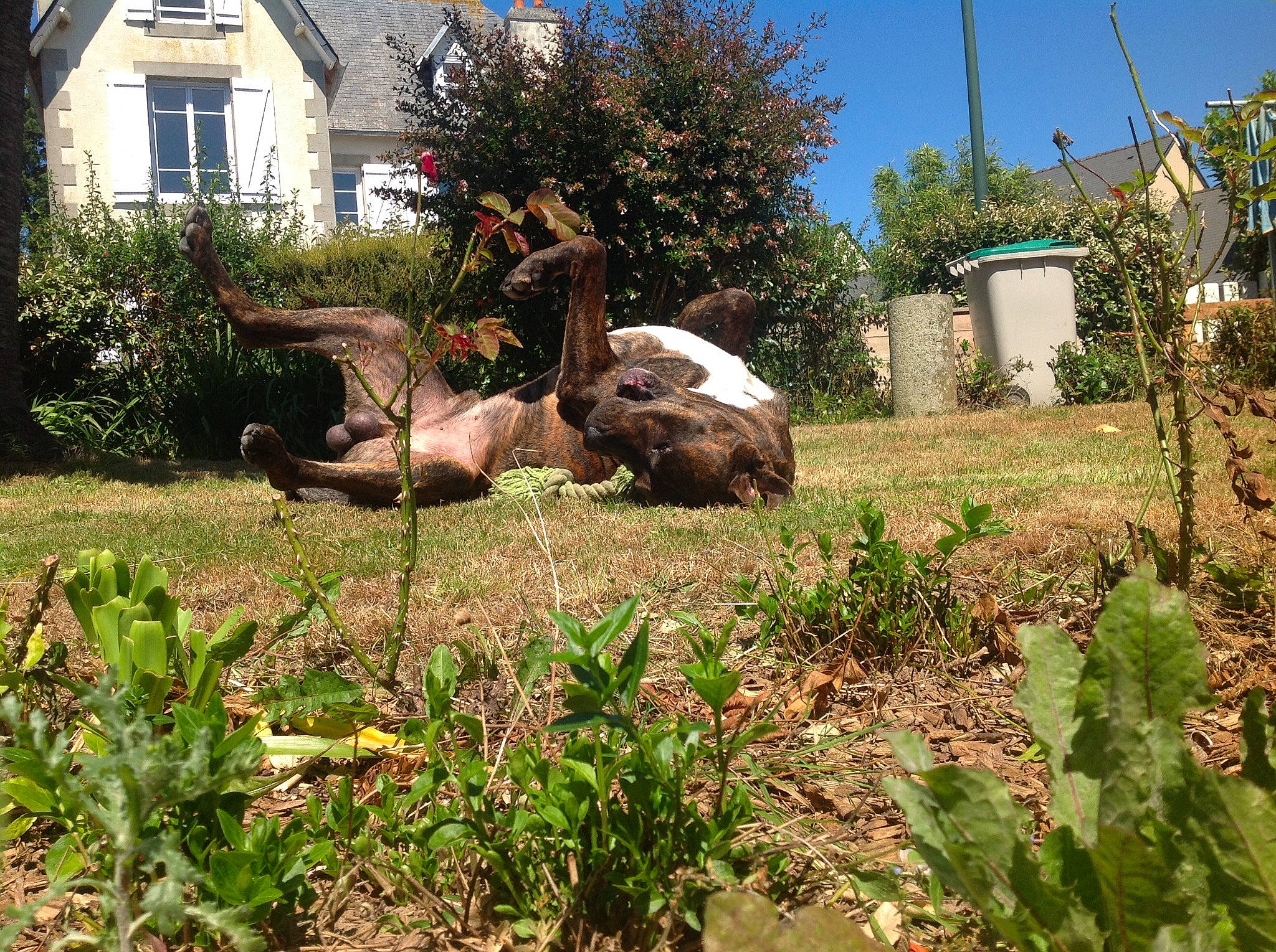 Sunny a rejoint le concours — aidez-le/la à gagner de superbes lots ! adaptation, botany, fawn, garden, grass, landscape, plant, plant_community, shrubland, soil, tree, zoo