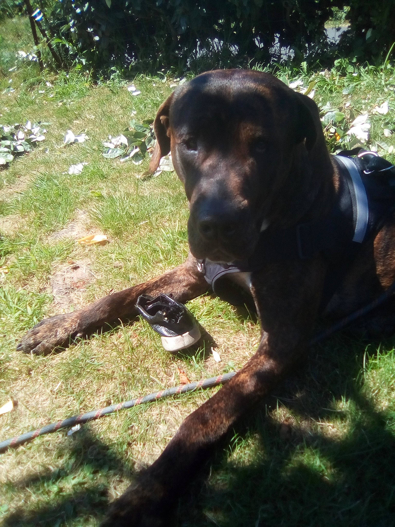 Sunny a rejoint le concours — aidez-le/la à gagner de superbes lots ! canidae, carnivore, dog, dog_breed, hunting_dog, labrador_retriever, montenegrin_mountain_hound, plott_hound, pointer, snout, sporting_group, tail, tyrolean_hound