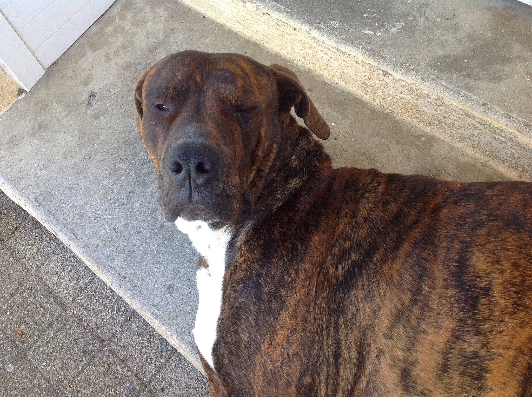 Sunny participe au concours pour gagner de l'argent avec cette photo : alano_espanol, alaunt, boerboel, boxer, bullmastiff, canidae, carnivore, cimarron_uruguayo, dog, dog_breed, fawn, fila_brasileiro, mammal, molosser, perro_de_presa_canario, plott_hound, rare_breed_dog, snout, sporting_group, vertebrate