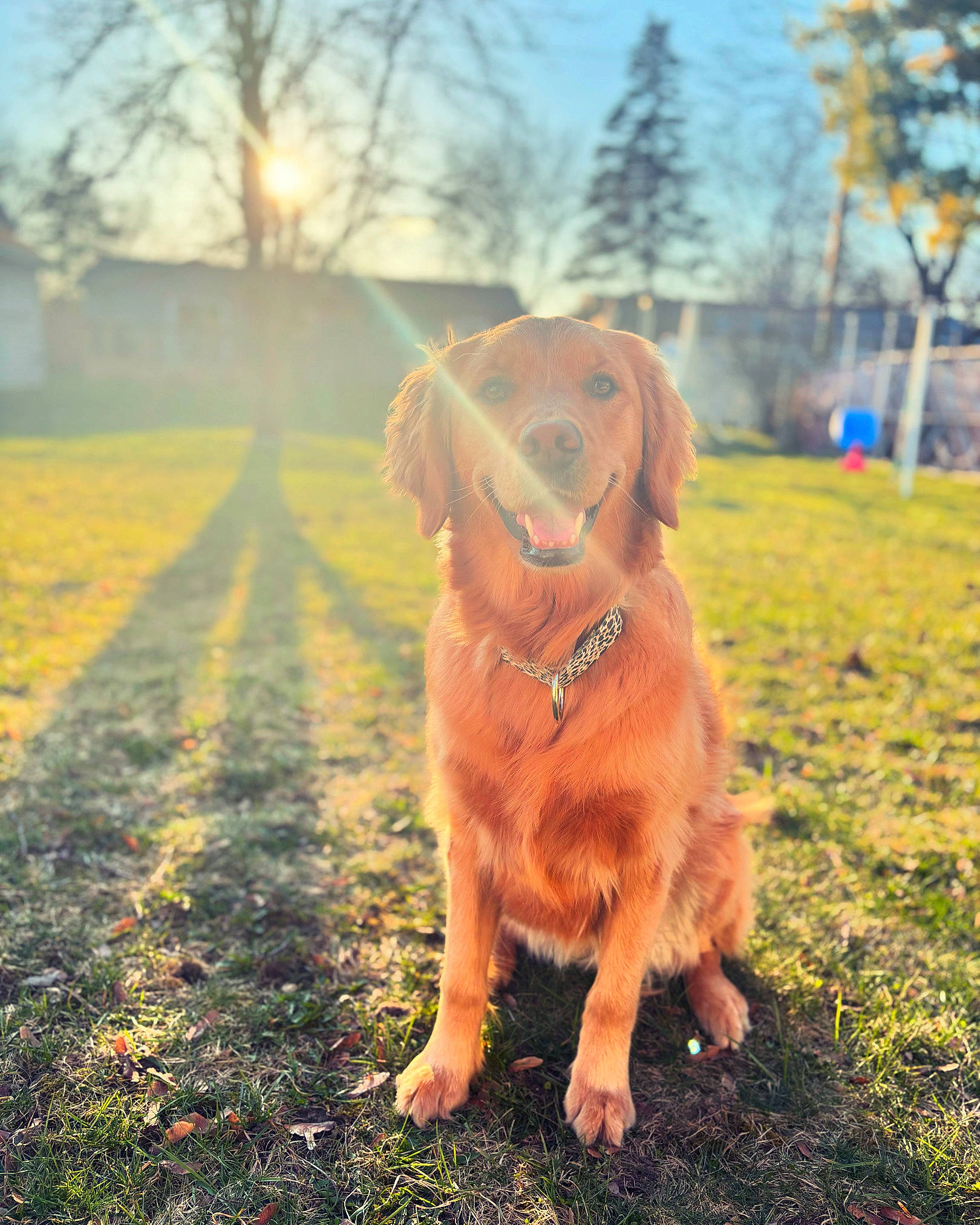Nova is registered to the contest to win money with this photo: carnivore, cloud, collar, companion_dog, dog, dog_breed, fawn, grass, happy, landscape, liver, morning, people_in_nature, plant, sky, sunlight, tints_and_shades, tree, wood, working_animal