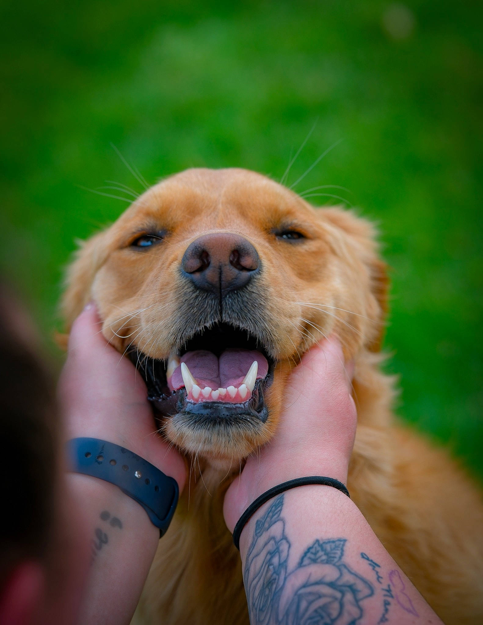 Nova is registered to the contest to win money with this photo: canidae, carnivore, collar, companion_dog, dog, dog_breed, dog_collar, elbow, fawn, fur, grass, happy, jewellery, people_in_nature, plant, snout, sporting_group, tattoo, whiskers, wrist