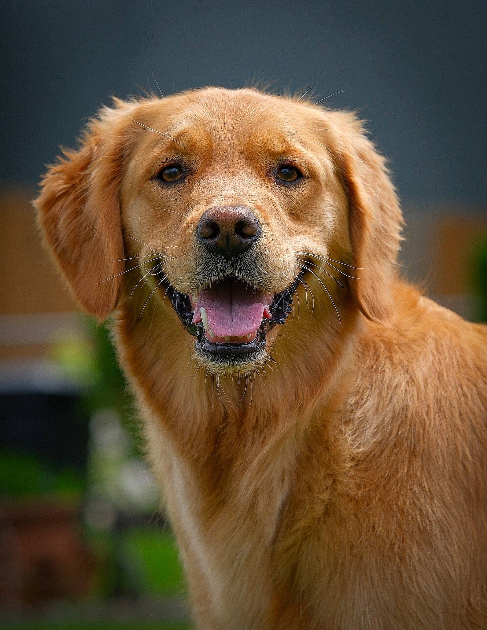 Nova is registered to the contest to win money with this photo: carnivore, companion_dog, dog, dog_breed, fawn, fur, grass, gun_dog, plant, snout, sporting_group, whiskers, wildlife, working_dog