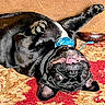 dog, pug, black_dog, upside_down, collar, carpet, red_carpet, gold_carpet, playful, pet, animal, cute, tongue_out, teeth, paw, indoor, furniture, couch_leg, happy, lying_down