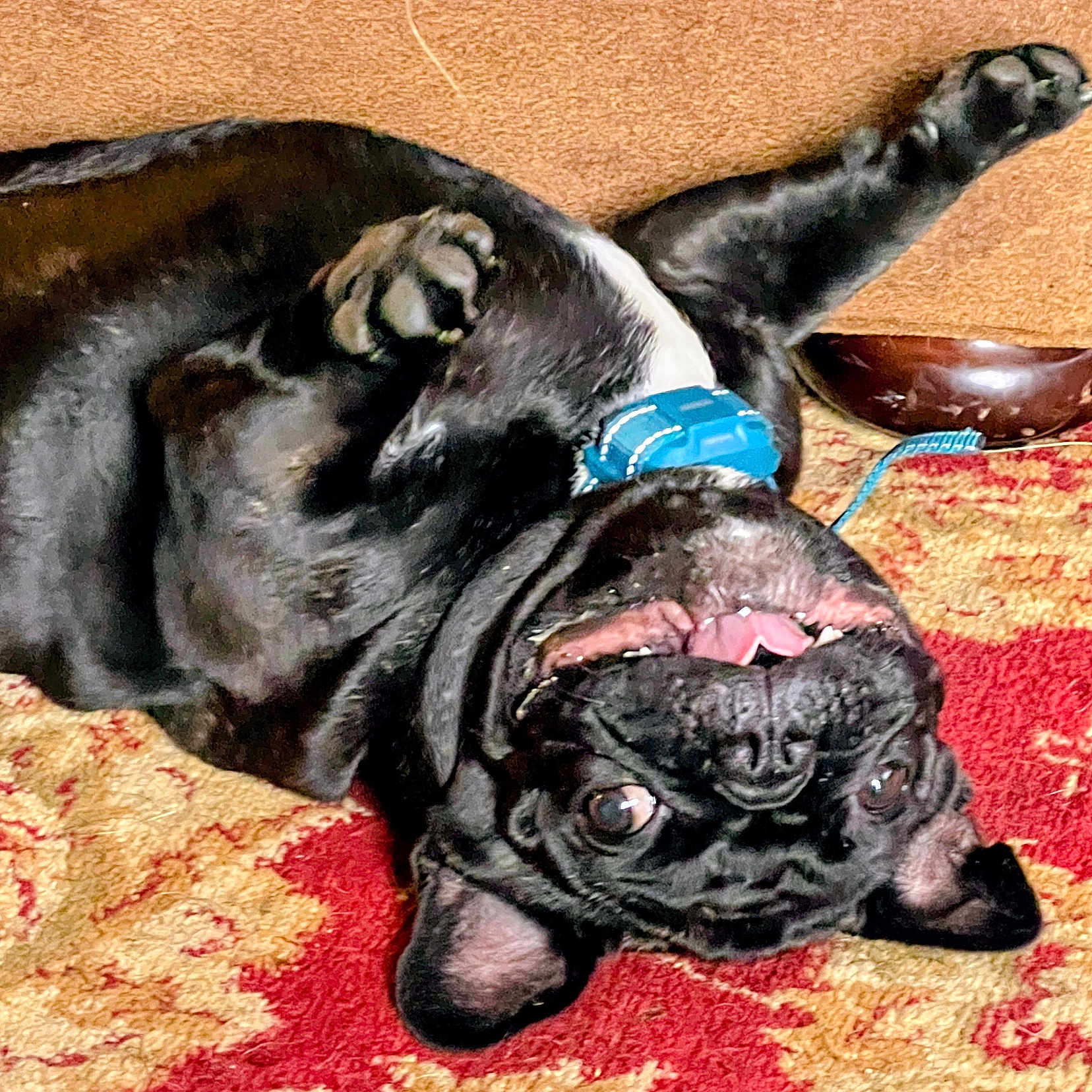 Ace is registered to the contest to win money with this photo: dog, pug, black_dog, upside_down, collar, carpet, red_carpet, gold_carpet, playful, pet, animal, cute, tongue_out, teeth, paw, indoor, furniture, couch_leg, happy, lying_down