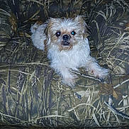 Saddie joined the competition — help win amazing prizes! animal, camouflage, companion, couch, cute, dog, domestic_animal, eyes, face, flash, fur, fur_texture, home, indoor, looking_at_camera, pet, relaxing, resting, small_dog, wooden_floor