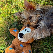 Nouky participe au concours pour gagner de l'argent avec cette photo : dog, toy, stuffed_animal, grass, outdoor, pet, cute, fluffy, animal, playful, lying_down, brown, furry, ears, face, nature, sunlight, closeup, small_dog, patches