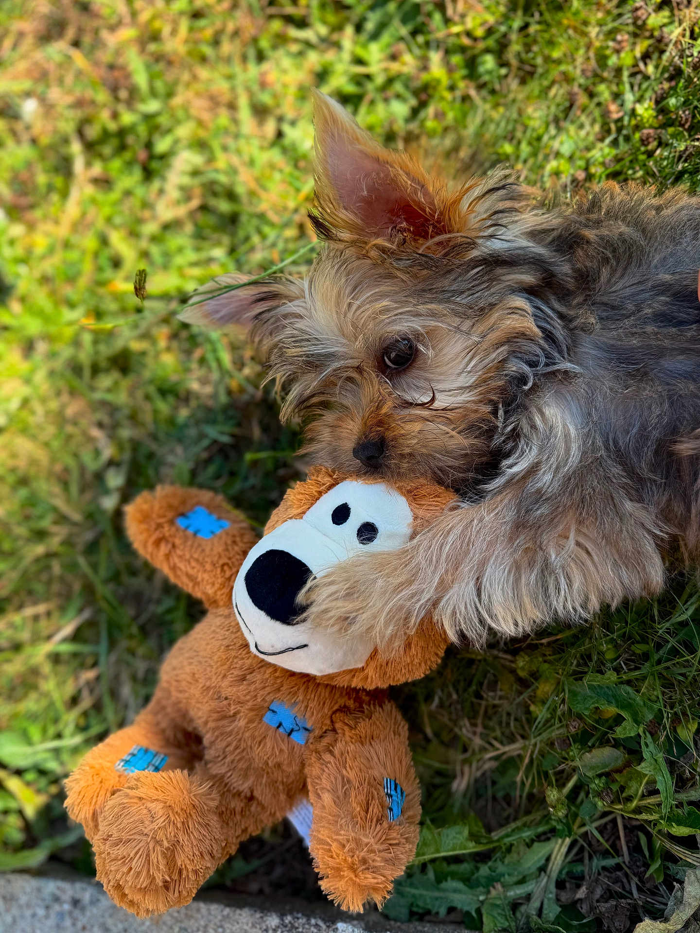 Nouky participe au concours pour gagner de l'argent avec cette photo : dog, toy, stuffed_animal, grass, outdoor, pet, cute, fluffy, animal, playful, lying_down, brown, furry, ears, face, nature, sunlight, closeup, small_dog, patches