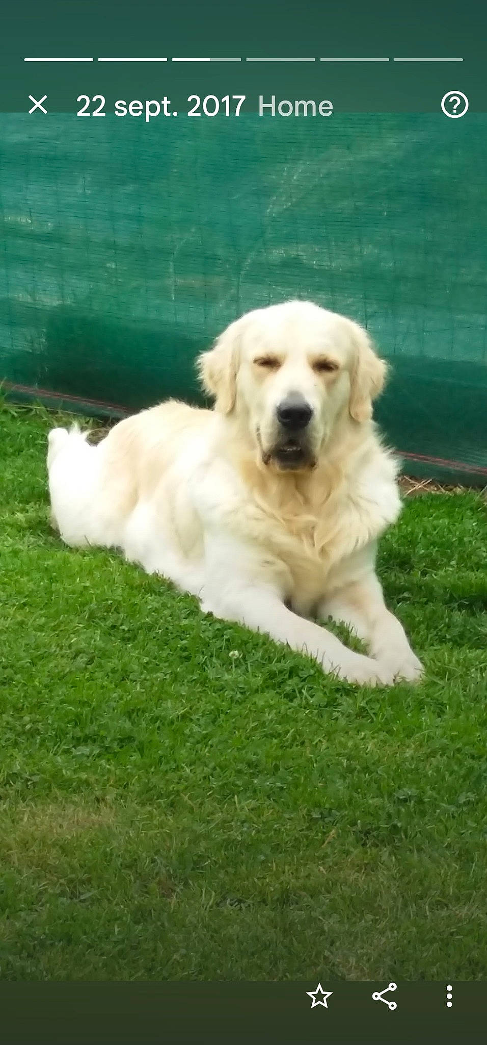 Marley a rejoint le concours — aidez-le/la à gagner de superbes lots ! biting, canidae, carnivore, companion_dog, dog, dog_breed, fur, grass, great_pyrenees, gun_dog, livestock_guardian_dog, plant, polish_tatra_sheepdog, slovak_cuvac, snout, sporting_group, terrestrial_animal, working_animal, working_dog