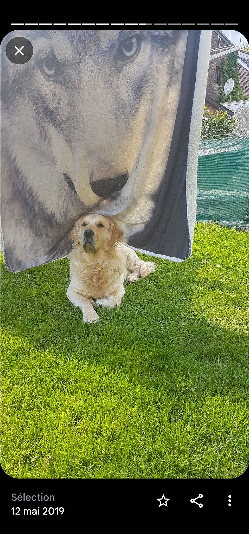 Marley a rejoint le concours — aidez-le/la à gagner de superbes lots ! canidae, carnivore, companion_dog, dog, dog_breed, fawn, fur, grass, grassland, lawn, non_sporting_group, plant, snout, sporting_group, tail, toy_dog, wildlife