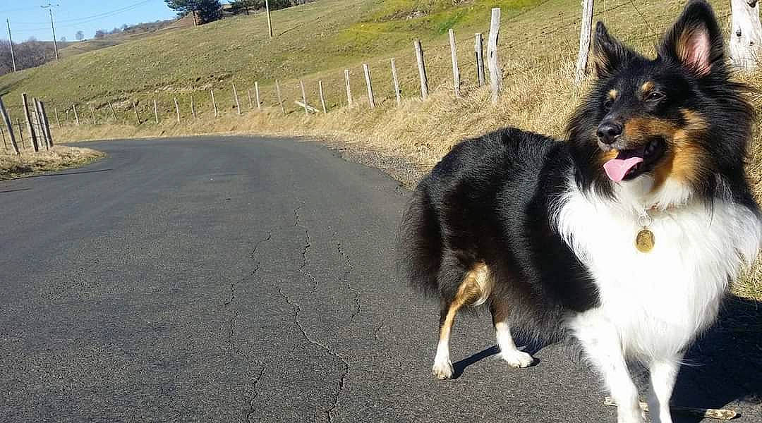 Inka a rejoint le concours — aidez-le/la à gagner de superbes lots ! australian_shepherd, border_collie, canidae, carnivore, collie, companion_dog, dog, dog_breed, herding_dog, lapponian_herder, mammal, rare_breed_dog, rough_collie, scotch_collie, shetland_sheepdog, shiloh_shepherd_dog, snout, sporting_group, vertebrate