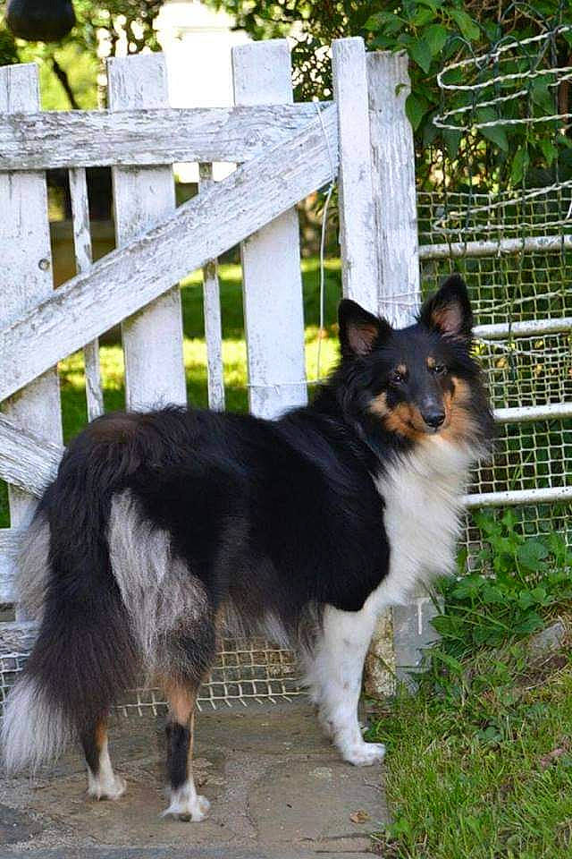 Inka participe au concours pour gagner de l'argent avec cette photo : canidae, carnivore, collie, companion_dog, dog, dog_breed, herding_dog, mammal, rough_collie, scotch_collie, shetland_sheepdog, vertebrate