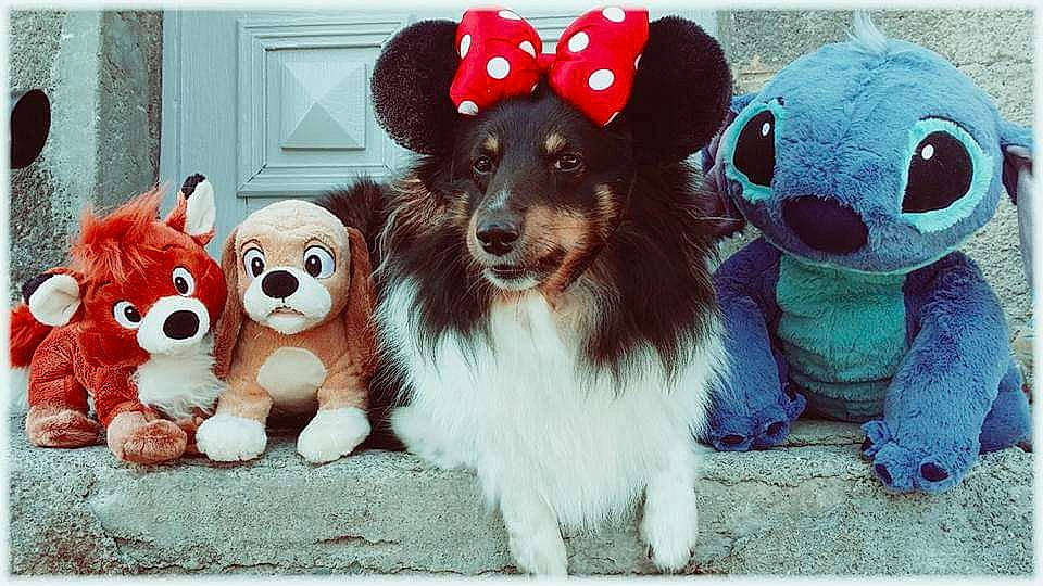 Inka a rejoint le concours — aidez-le/la à gagner de superbes lots ! canidae, carnivore, chihuahua, companion_dog, dog, dog_breed, dog_toy, fawn, fur, plush, puppy, stuffed_toy, textile, toy, toy_dog