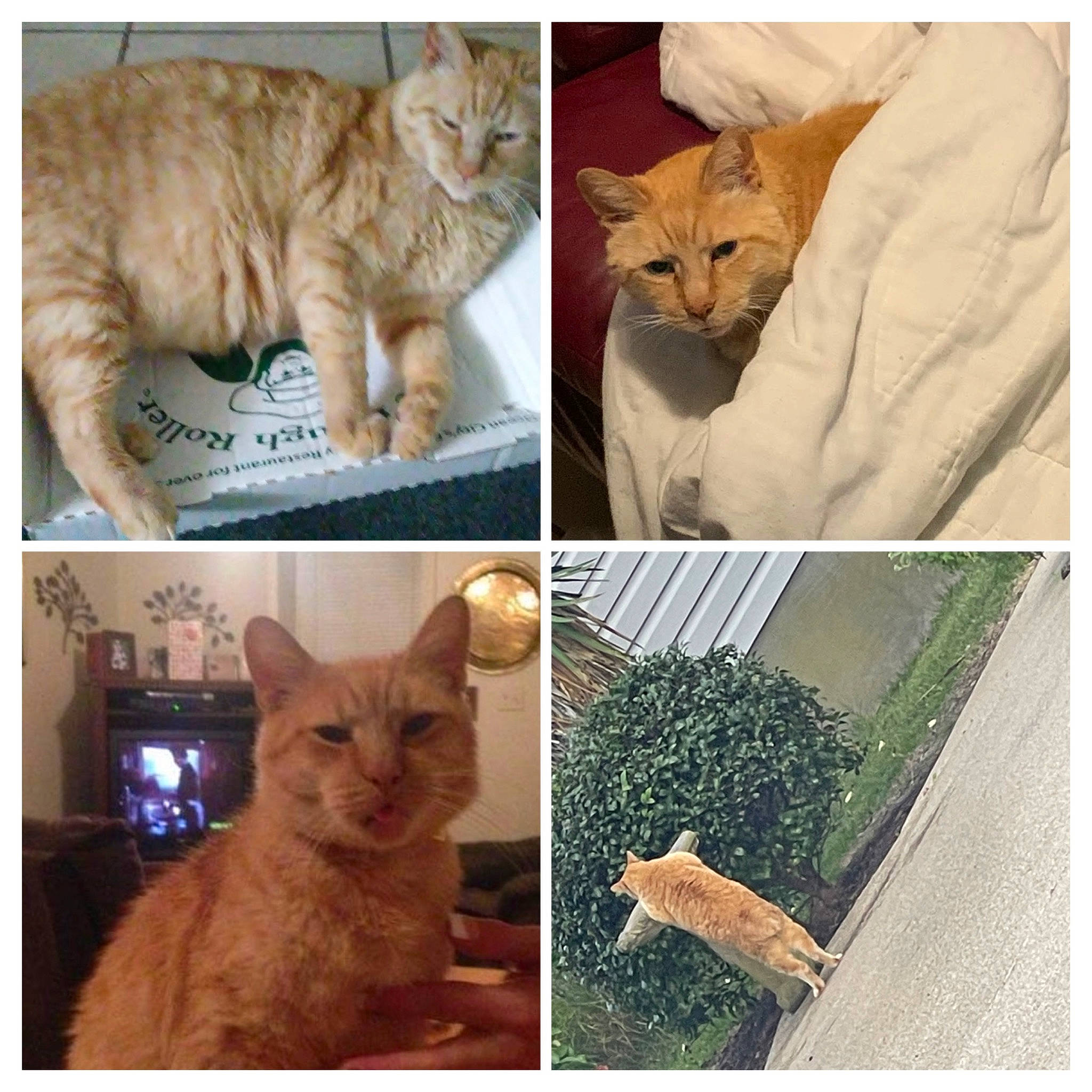 Binx is registered to the contest to win money with this photo: art, carnivore, cat, collage, domestic_short_haired_cat, fawn, felidae, fur, gesture, grass, mammal, natural_landscape, plant, screenshot, small_to_medium_sized_cats, tail, trunk, vertebrate, whiskers, wood