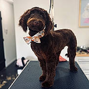 Ariat is registered to the contest to win money with this photo: dog, brown_dog, poodle_mix, groomed, bow_tie, pet, canine, portrait, standing, grooming, grooming_table, fluffy, curly_fur, long_ears, brown_fur, indoors, animal, collar, cute, professional_photo