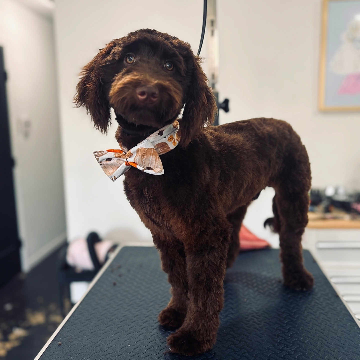 Ariat is registered to the contest to win money with this photo: dog, brown_dog, poodle_mix, groomed, bow_tie, pet, canine, portrait, standing, grooming, grooming_table, fluffy, curly_fur, long_ears, brown_fur, indoors, animal, collar, cute, professional_photo