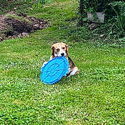 Vaillant a rejoint le concours — aidez-le/la à gagner de superbes lots ! animal, beagle, canine, chewing, daytime, dog, field, frisbee, garden, grass, greenery, lawn, leafy, nature, outdoor, pet, playful, relaxing, summer, toy