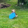 animal, beagle, canine, chewing, daytime, dog, field, frisbee, garden, grass, greenery, lawn, leafy, nature, outdoor, pet, playful, relaxing, summer, toy