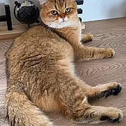 Billy participe au concours pour gagner de l'argent avec cette photo : cat, golden_cat, fluffy, pet, animal, feline, sitting, lounging, portrait, whiskers, ears, green_eyes, tail, fur, table, wooden_surface, globe, indoor, home_decor, relaxed