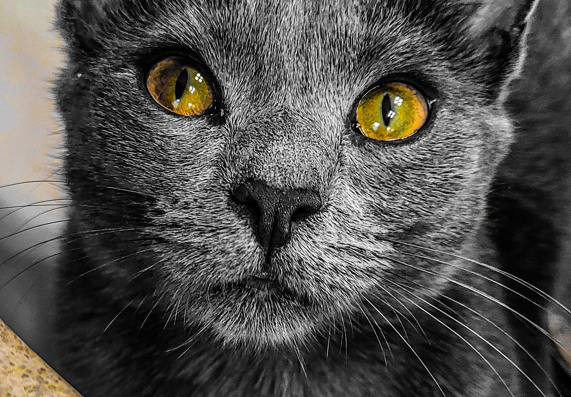 Gigi joined the competition — help win amazing prizes! art, carnivore, cat, close_up, domestic_short_haired_cat, eye, felidae, fur, grey, head, iris, monochrome, monochrome_photography, small_to_medium_sized_cats, snout, terrestrial_animal, whiskers