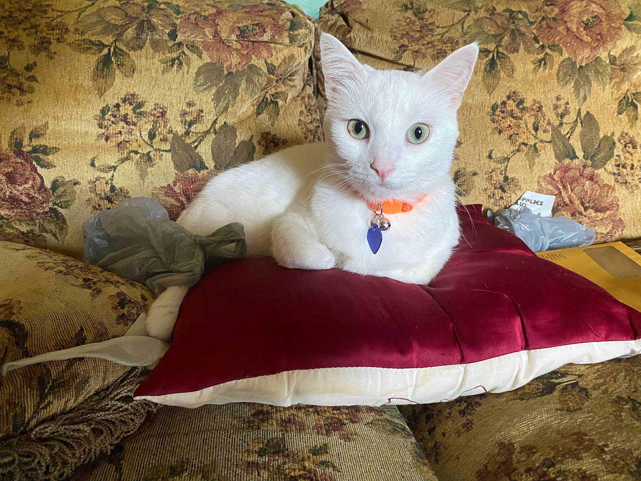 Captain America is registered to the contest to win money with this photo: bedding, carmine, carnivore, cat, comfort, domestic_short_haired_cat, fawn, felidae, fur, linens, magenta, pattern, paw, sitting, small_to_medium_sized_cats, tail, textile, whiskers