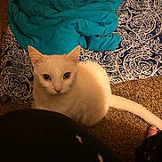 Captain America is registered to the contest to win money with this photo: animal, bed, blanket, blue_blanket, carpet, cat, cozy, ears, eyes, floor, human_leg, indoor, looking_up, pajamas, patterned_bedspread, pet, portrait, star_pattern, tail, white_cat