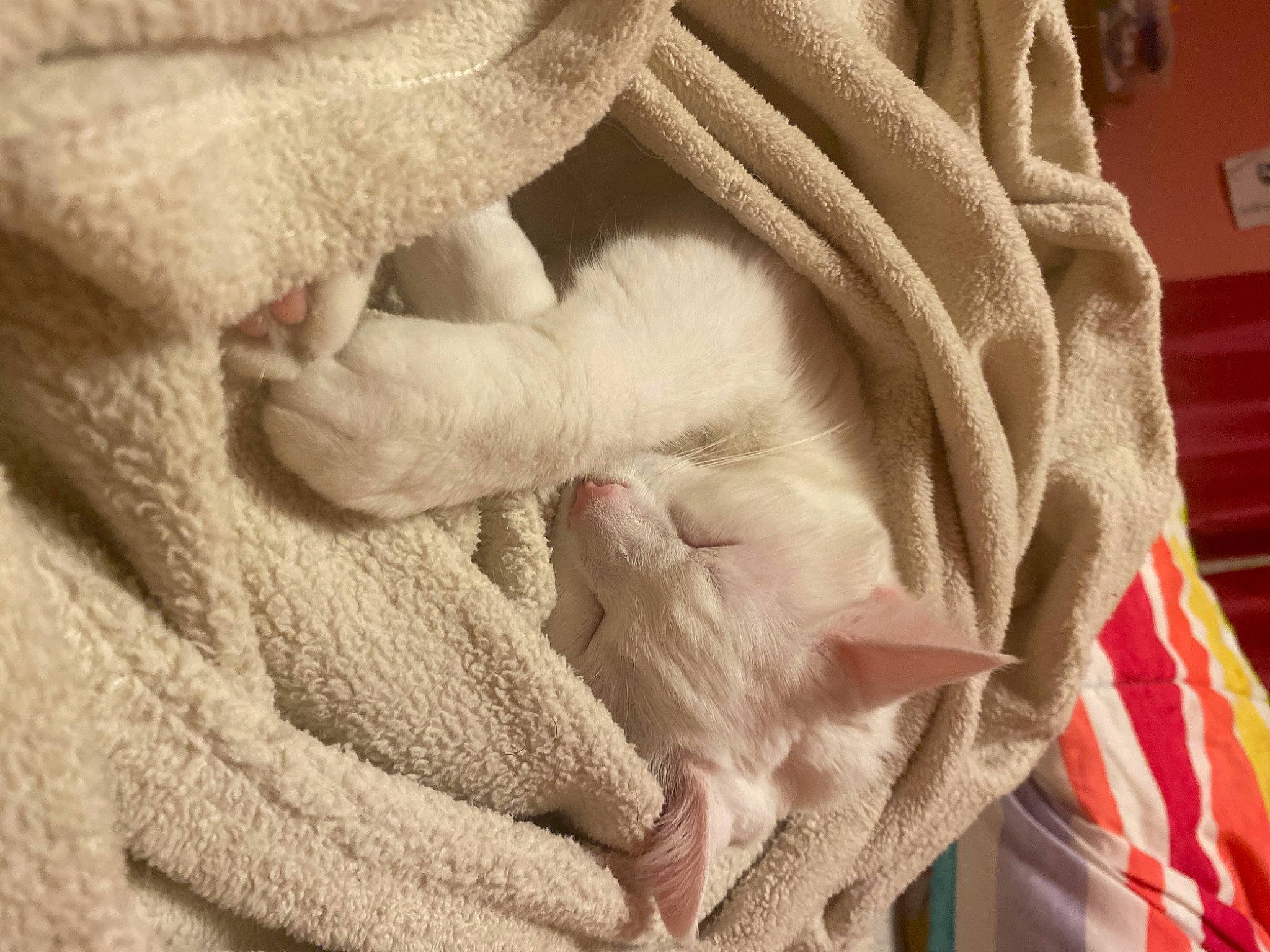 Captain America is registered to the contest to win money with this photo: beige, cat, close_up, comfort, fawn, felidae, fur, gesture, linens, sleeve, small_to_medium_sized_cats, tail, textile, vertebrate, whiskers, wool, woolen, woven_fabric