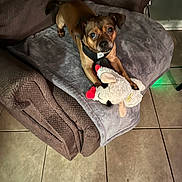 Dusty Boy Liening joined the competition — help win amazing prizes! animal, armchair, blanket, brown, cozy, cute, dog, ears, floor_tiles, fur, gray, indoor, looking_up, paws, pet, plush_toy, relaxed, sheep, small_dog, toy