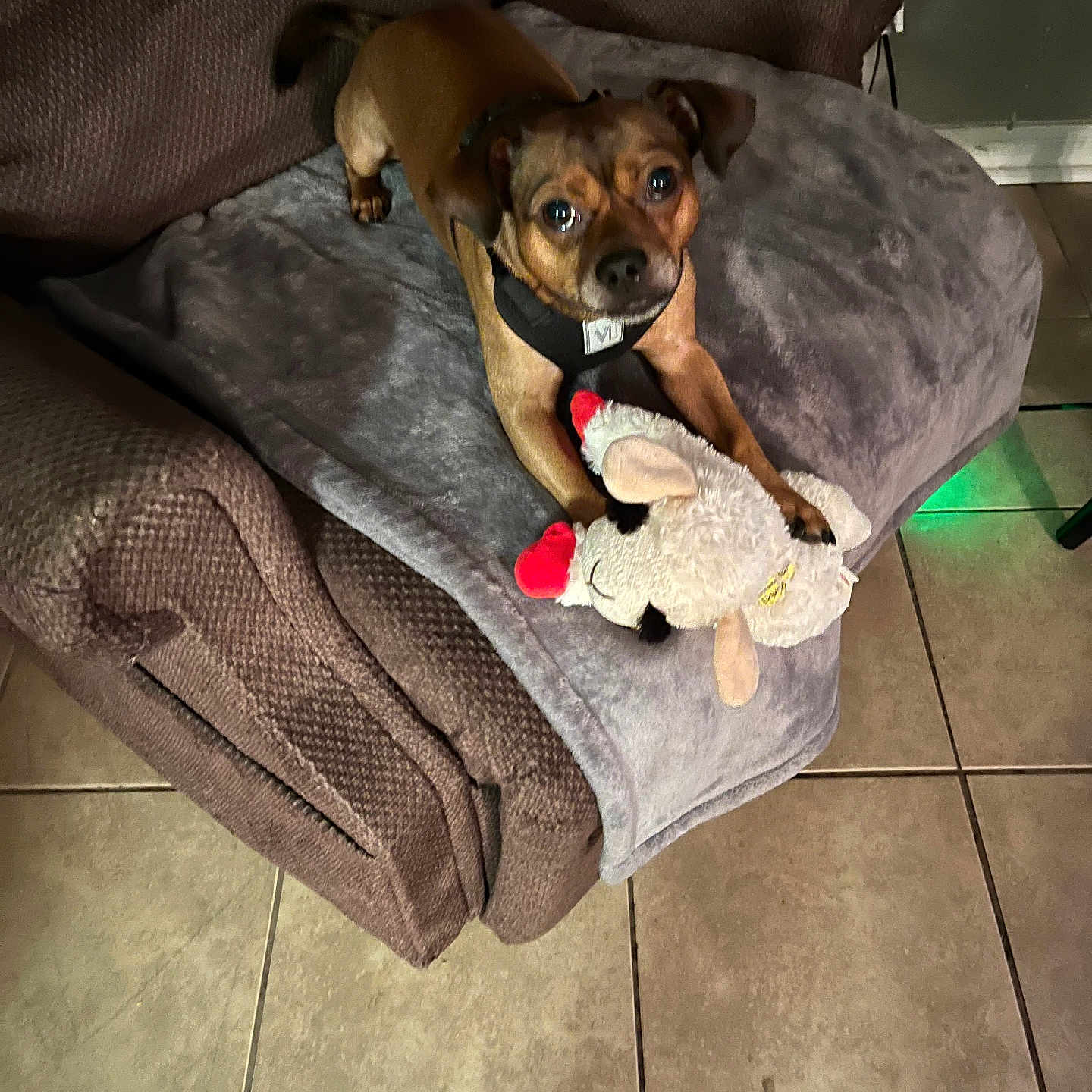 Dusty Boy Liening joined the competition — help win amazing prizes! animal, armchair, blanket, brown, cozy, cute, dog, ears, floor_tiles, fur, gray, indoor, looking_up, paws, pet, plush_toy, relaxed, sheep, small_dog, toy