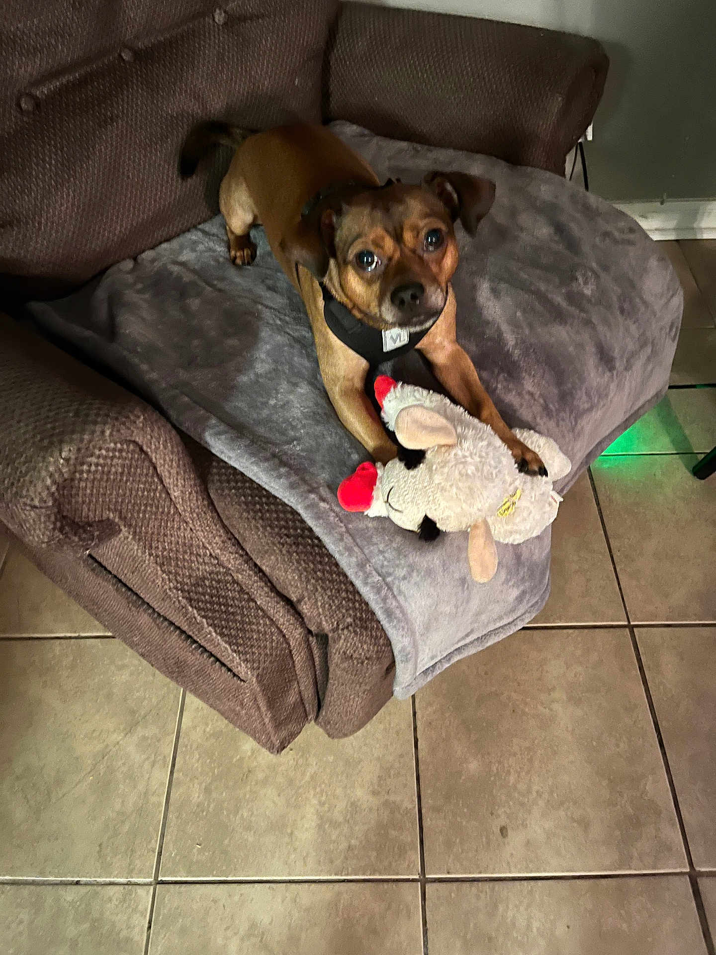 Dusty Boy Liening joined the competition — help win amazing prizes! animal, armchair, blanket, brown, cozy, cute, dog, ears, floor_tiles, fur, gray, indoor, looking_up, paws, pet, plush_toy, relaxed, sheep, small_dog, toy