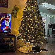 Milo joined the competition — help win amazing prizes! appliances, blanket, cat, christmas_tree, cozy, doorway, floor, flooring, furniture, holiday_decor, kitchen, lights, living_room, ornaments, painting, person_on_tv, stocking, string_lights, television, wall