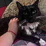 Milo is registered to the contest to win money with this photo: animal, black_and_white, cat, close_up, comfort, companion, couch, cozy, domestic, feline, fur, hand, home, indoor, mammal, paw, pet, relaxed, resting, whiskers